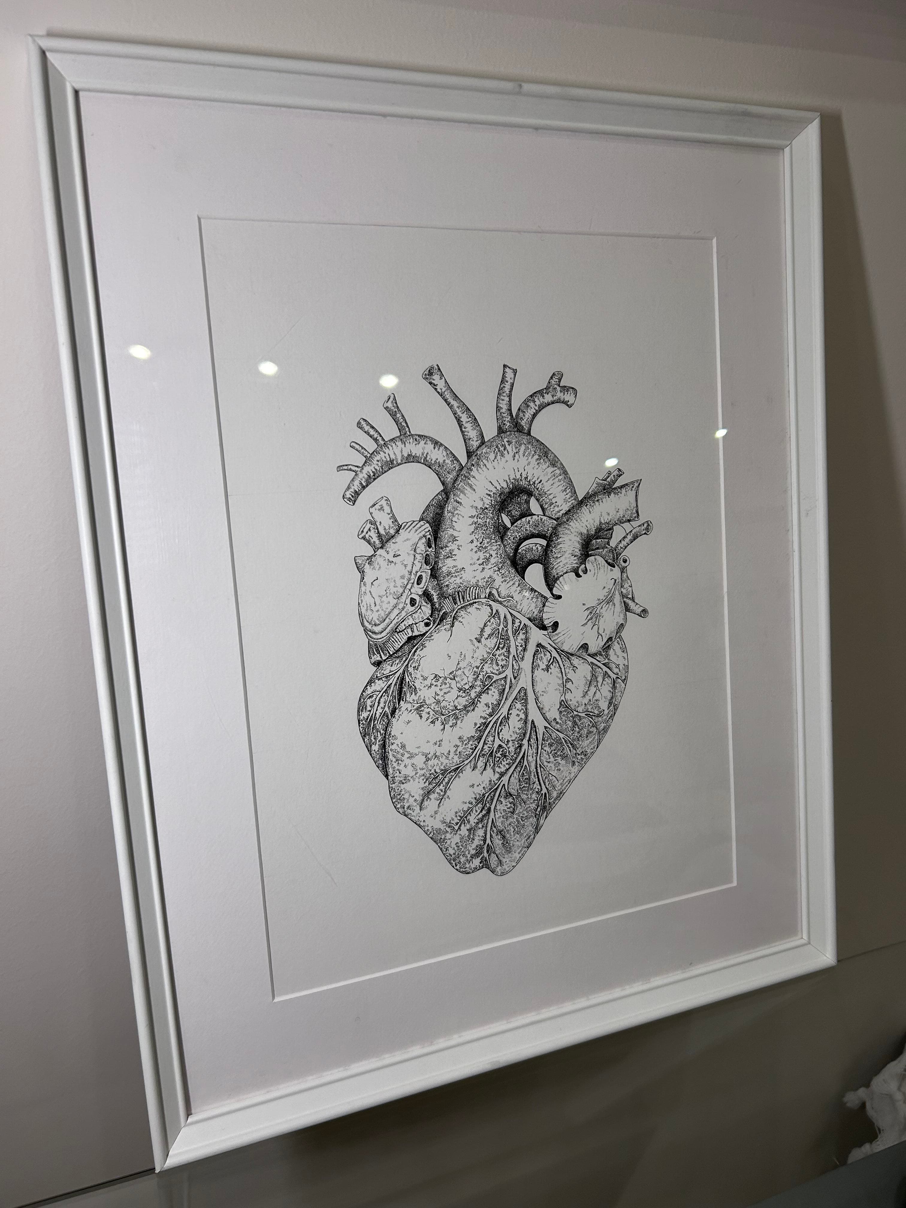 Anatomik Kalp