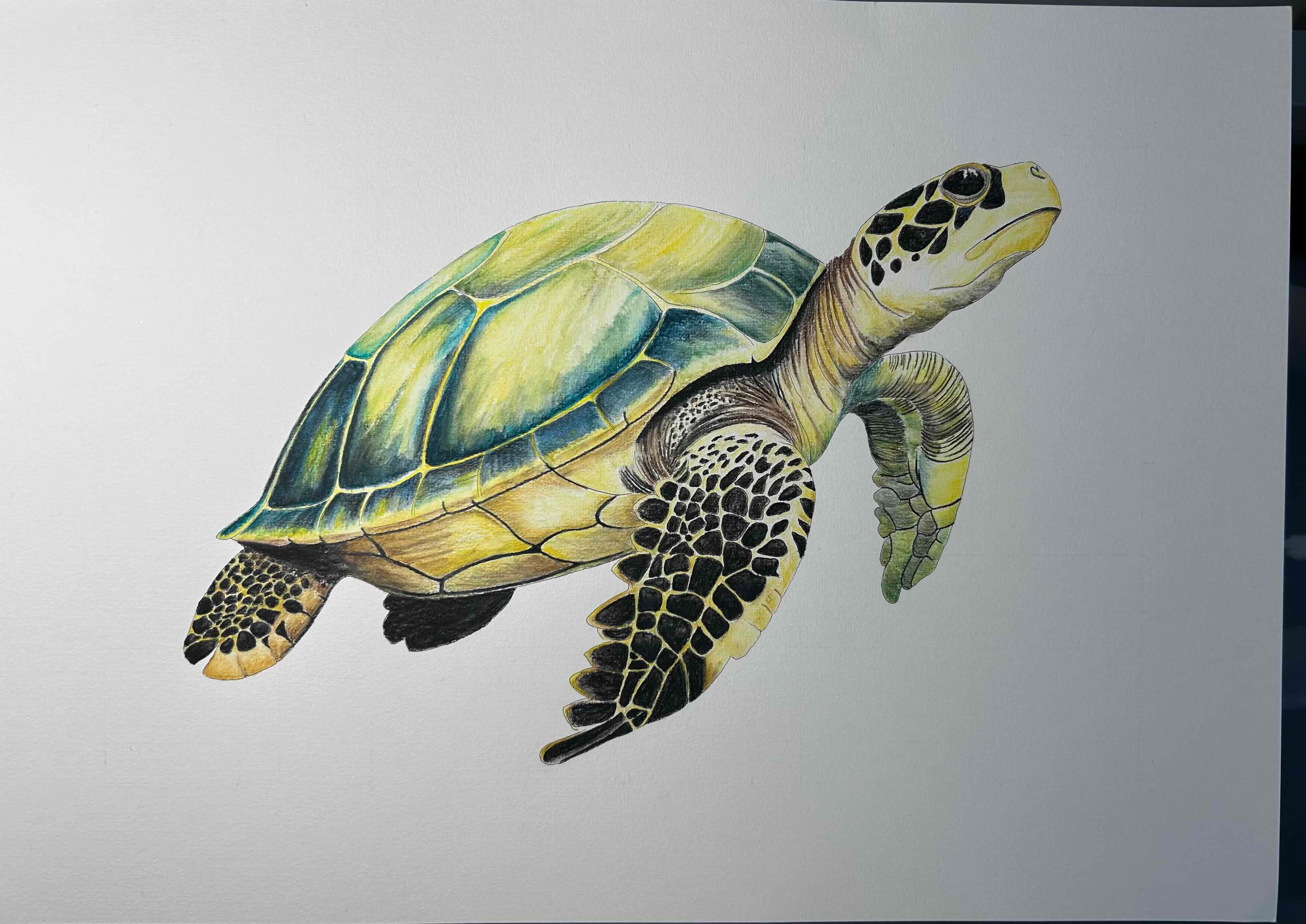 Caretta