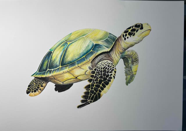 Caretta