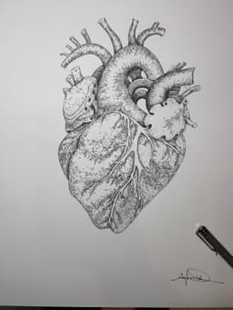 Anatomik Kalp - Görsel 2