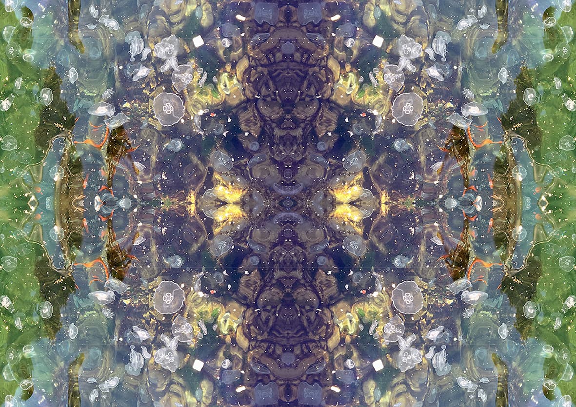 Medusae 2