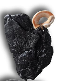 yeke kuşu - Görsel 3